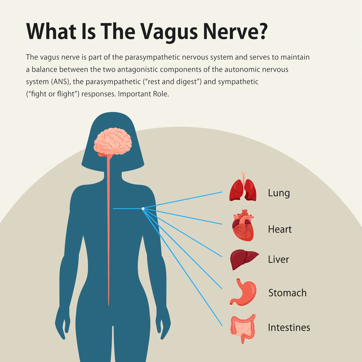 ZENOWELL Vagus Nerve Stimulation For Sleep And Anxiety Relief